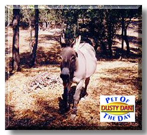 Dusty Dan, the Pet of the Day
