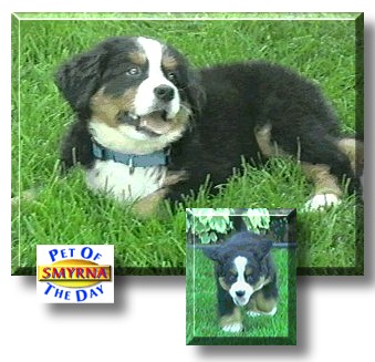 Smyrna, the Pet of the Day