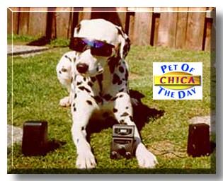 Chica, the Pet of the Day