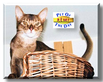 Rémi, the Pet of the Day