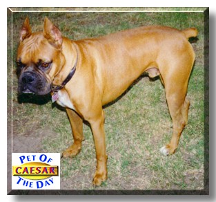 Caesar, the Pet of the Day
