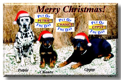 Petrie, Chance, Gypsy, the Pets of the Day
