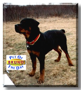 Bruno, the Pet of the Day