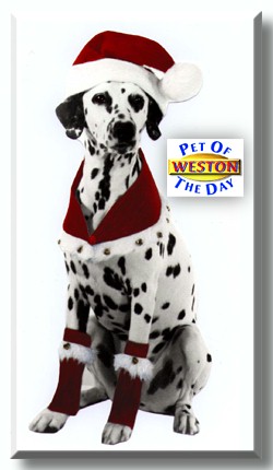 Weston, the Pet of the Day