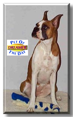 Dreamer, the Pet of the Day