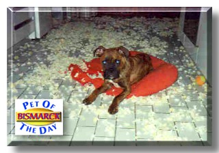 Bismarck, the Pet of the Day