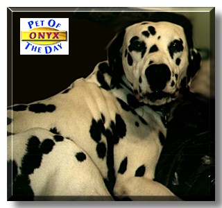 Onyx Rowland, the Pet of the Day