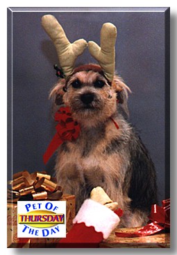 Thursday, the Pet of the Day