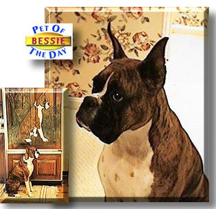 Bessie, the Pet of the Day