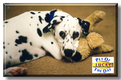 Lucky, the Pet of the Day