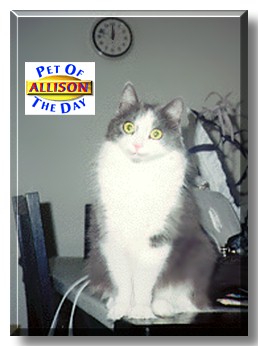 Allison, the Pet of the Day