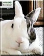 Lap the Dutch Rabbit