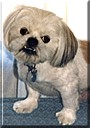Mister Pugsley the Lhasa Apso/Pekingese
