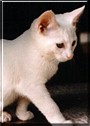 Krystal the Cat