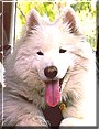 Cassidy the Samoyed