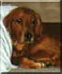 Spicer the Golden Retriever