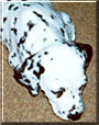 Purdy the Dalmatian