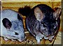 Molly & Princess the Chinchillas