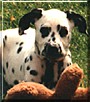 Calvin the Dalmatian