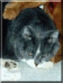 Blake the Russian Blue