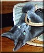 Dolly Meredith the Russian shorthair