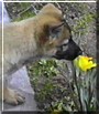 Princess Jewel the German Shepherd