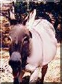 Dusty Dan the Burro