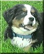 Smyrna the Bernese Mountain Dog