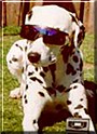 Chica the Dalmatian