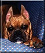 Caesar the Boxer