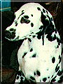 Ginger Spices the Dalmatian