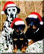 Petrie, Chance, Gypsy the Dogs