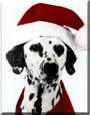 Weston the Dalmatian