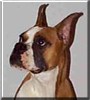 Dreamer the Boxer
