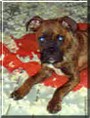 Bismarck the Boxer