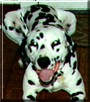 Onyx Rowland the Dalmatian