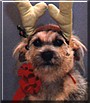 Thursday the Dog