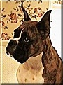 Bessie the Boxer