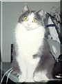 Allison the Cat