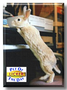 Licker, the Pet of the Day