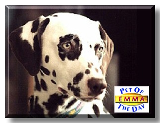 Emma, the Pet of the Day