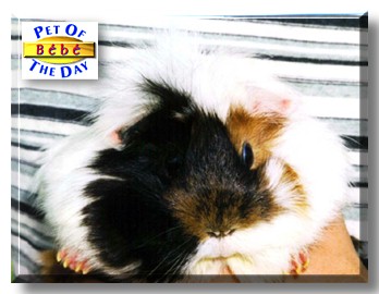 Bébé, the Pet of the Day