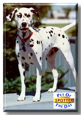 Spotter, the Pet of the Day