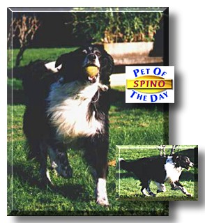 Spino, the Pet of the Day
