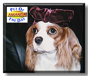 Amanda, the Pet of the Day