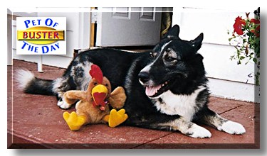 Buster, the Pet of the Day