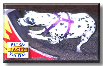 Lacey, the Pet of the Day
