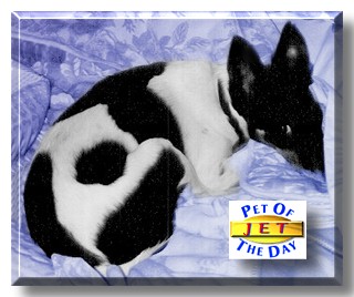 Jet, the Pet of the Day