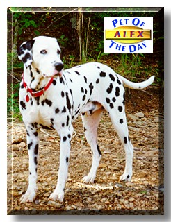 Alex, the Pet of the Day