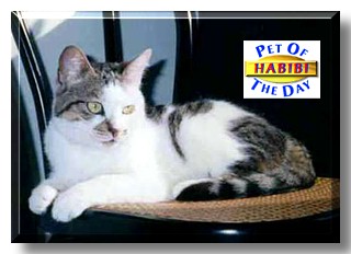 Habibi, the Pet of the Day